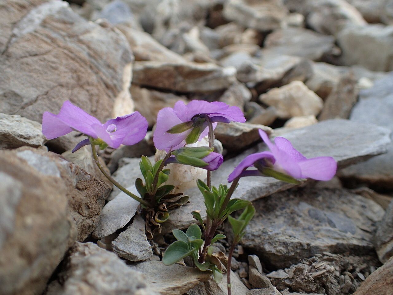 Viola cenisia — search result for 'Viola'