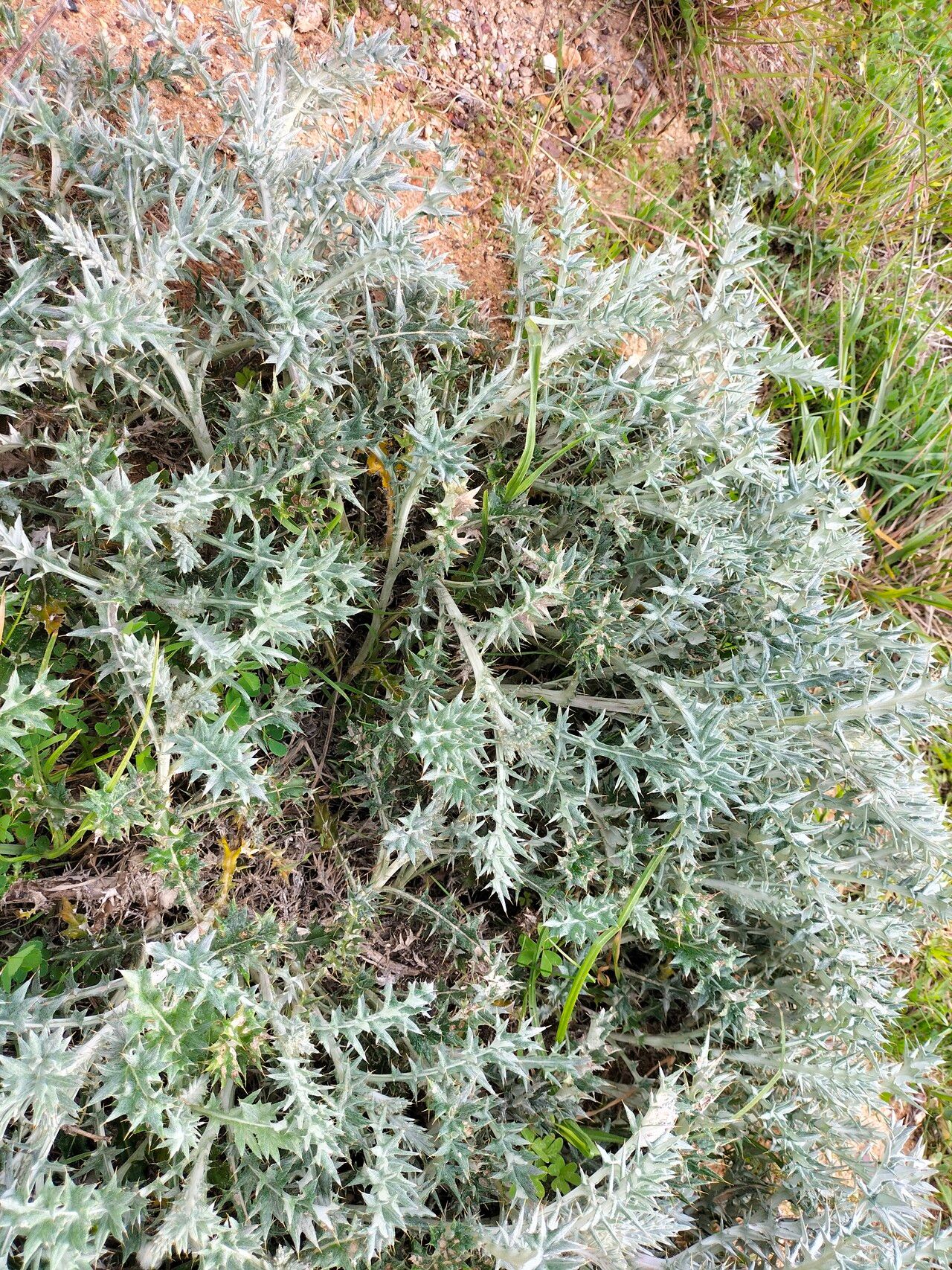 Berkheya rigida habit