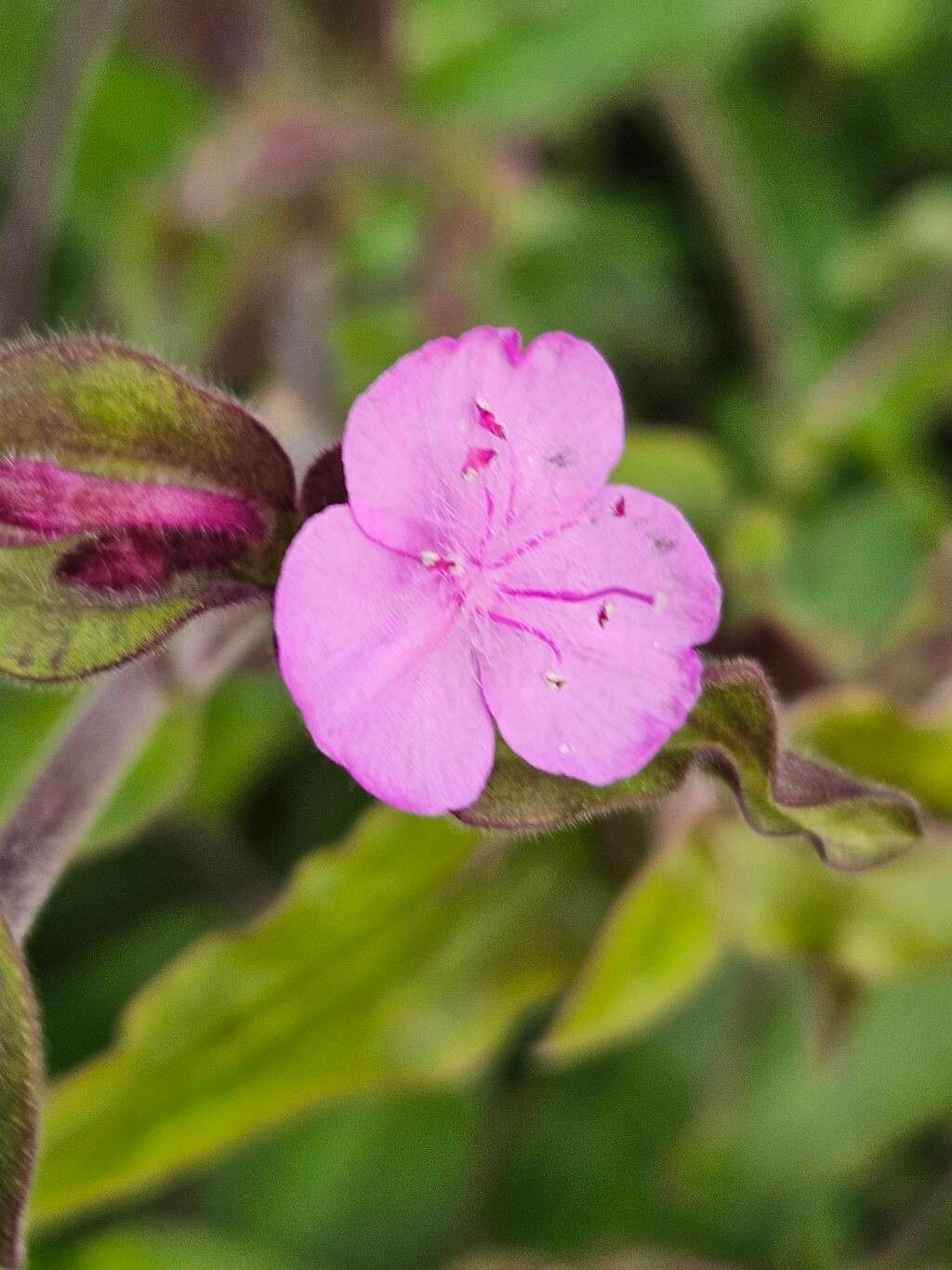 Tradescantia standleyi flower