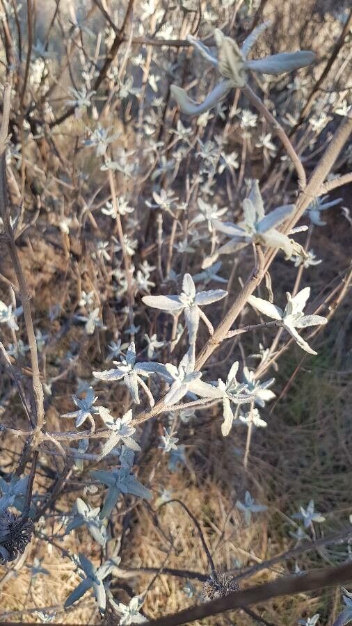 Salvia leucophylla leaf