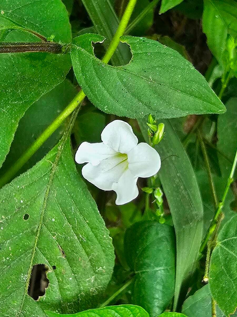 Asystasia albiflora flower