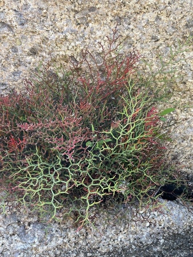 Limonium strictissimum habit