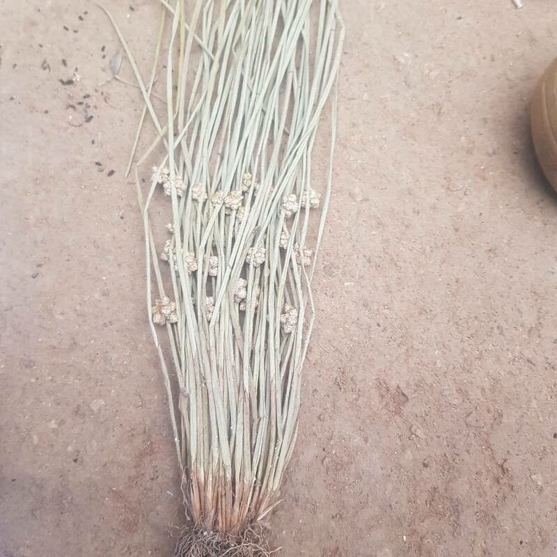 Schoenoplectiella senegalensis habit