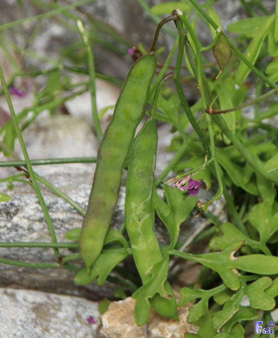 Malcolmia maritima fruit