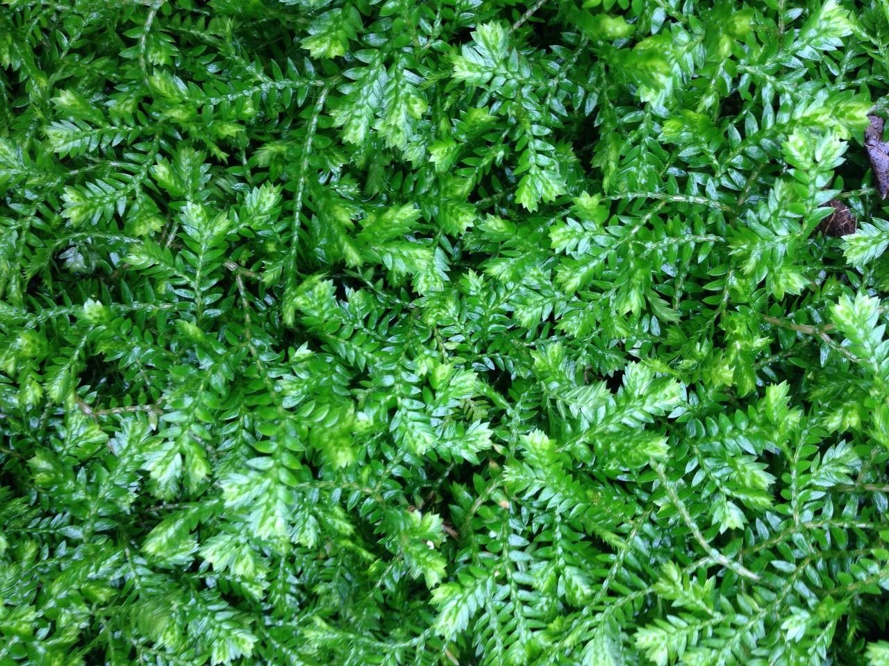 Selaginella stenophylla habit