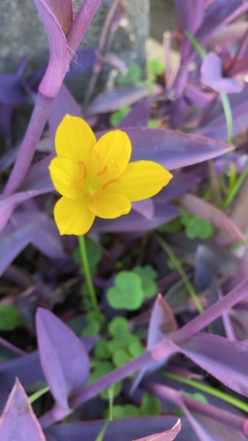 Zephyranthes citrina flower