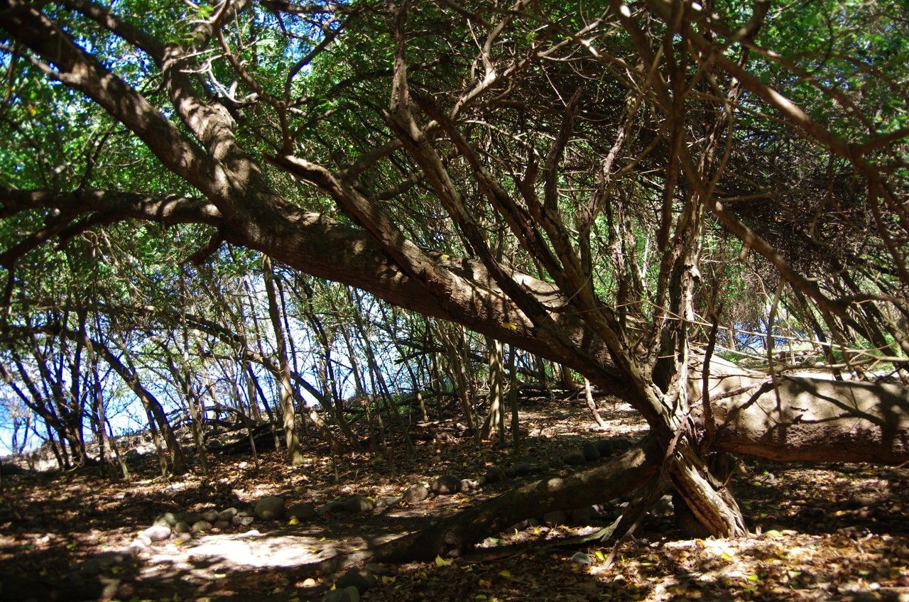 Magnolia dodecapetala habit
