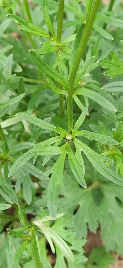 Ranunculus macrophyllus leaf