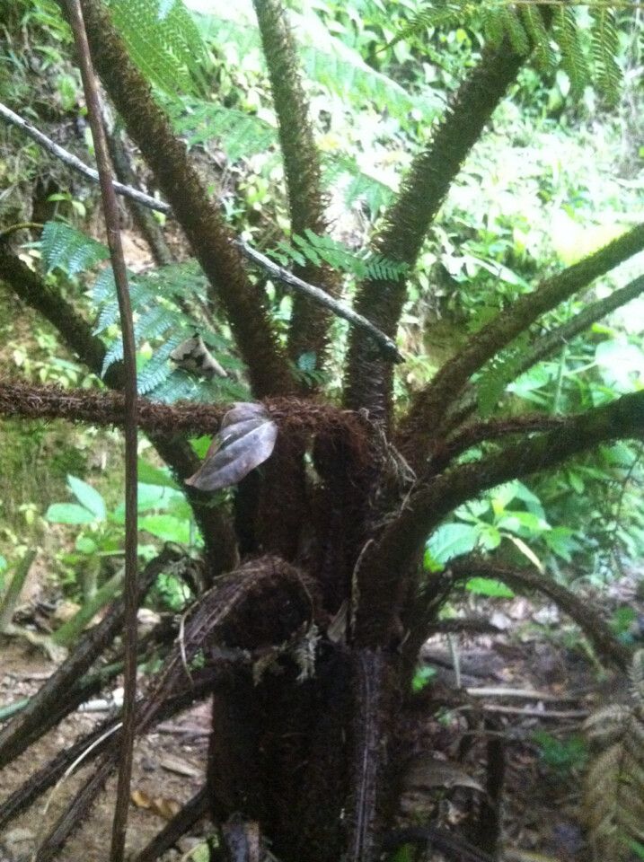 Alsophila hyacinthei bark