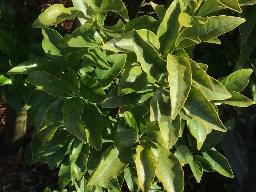 Fortunella japonica — search result for 'Rutaceae'