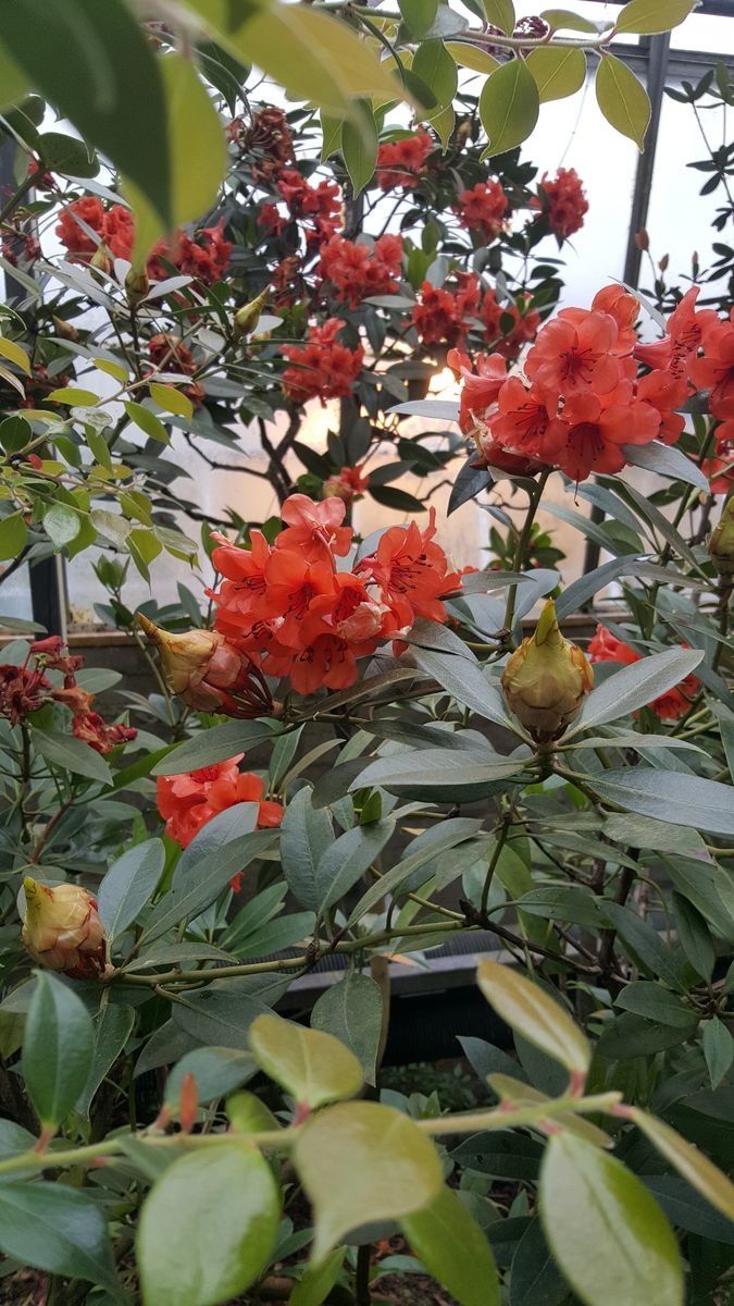 Rhododendron rarilepidotum flower