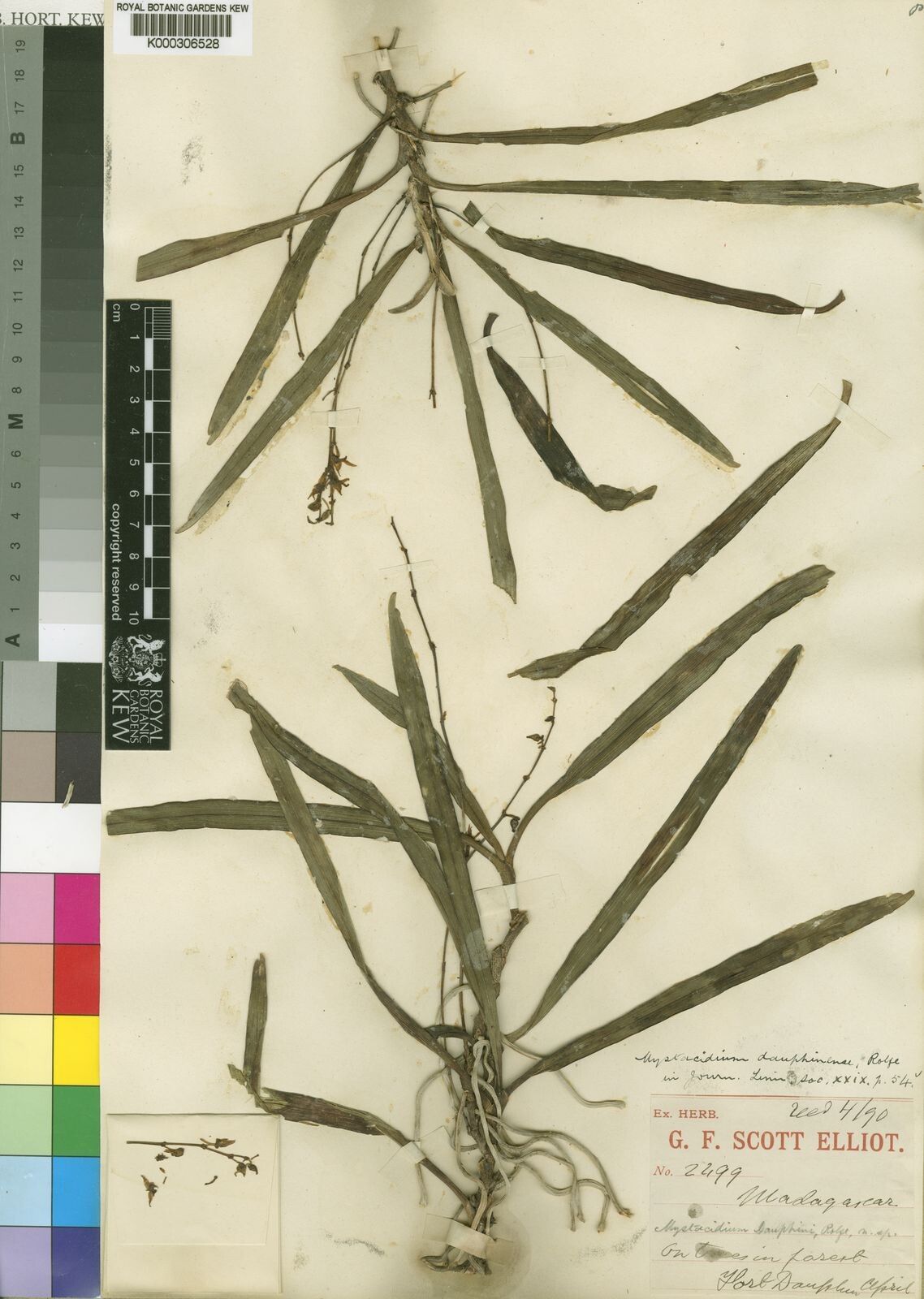 Angraecum dauphinense — houseplant care guide