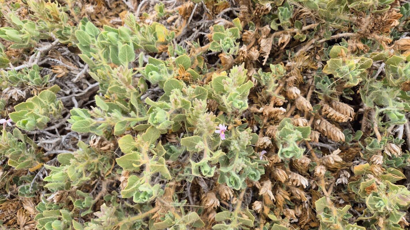 Petalidium pilosibracteolatum leaf