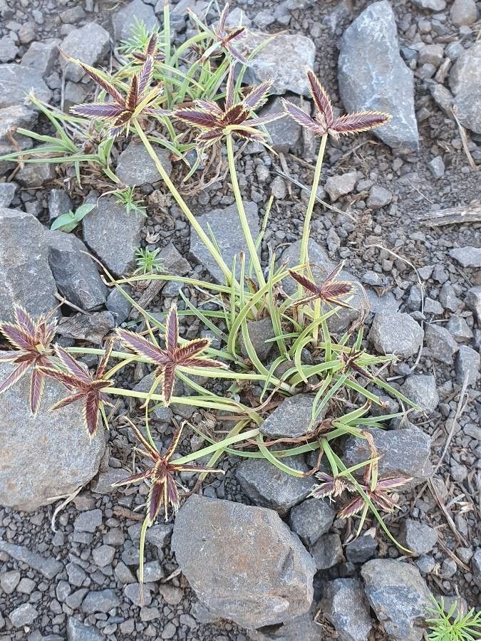 Cyperus rupestris habit