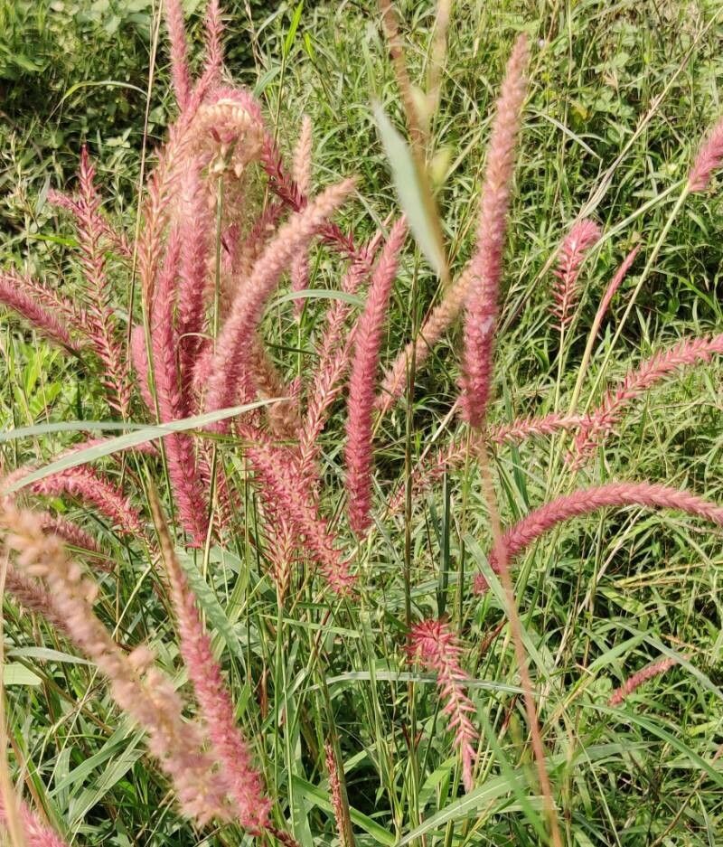 Cenchrus pedicellatus fruit