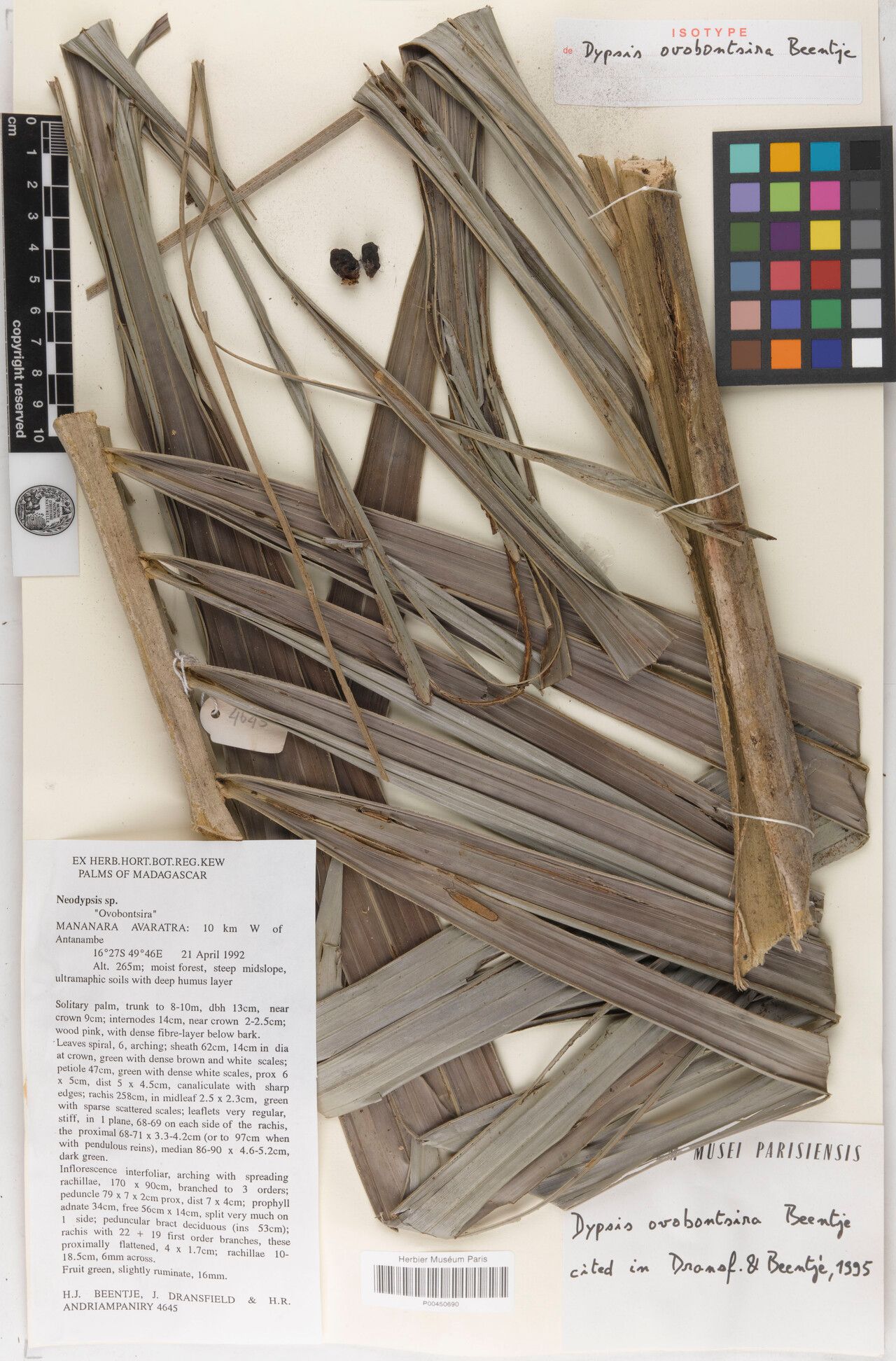 Dypsis ovobontsira — houseplant care guide