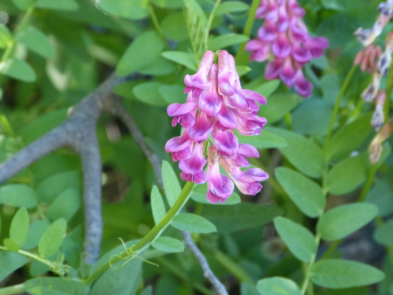 Vicia nigricans — houseplant care guide