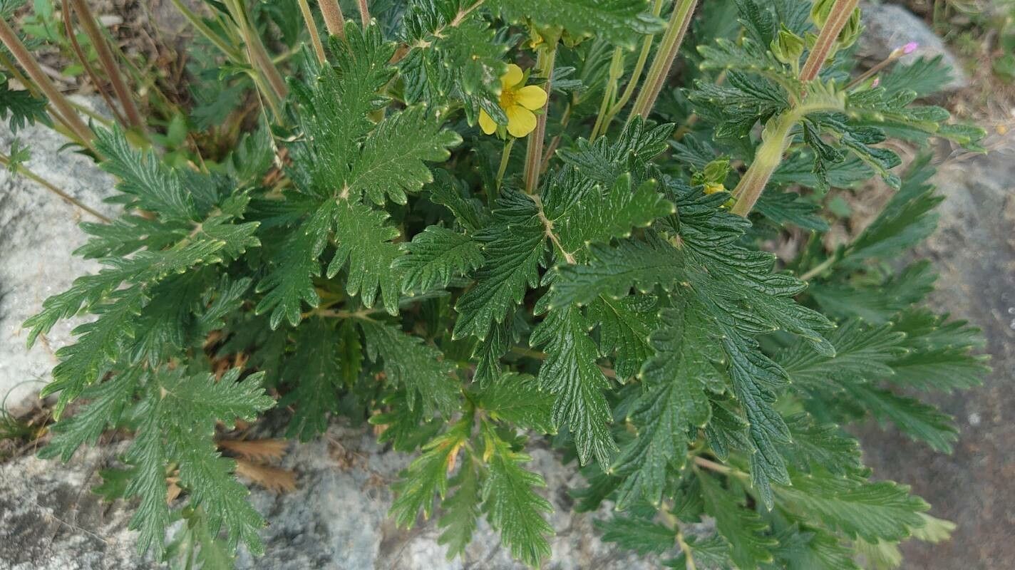 Potentilla pensylvanica leaf