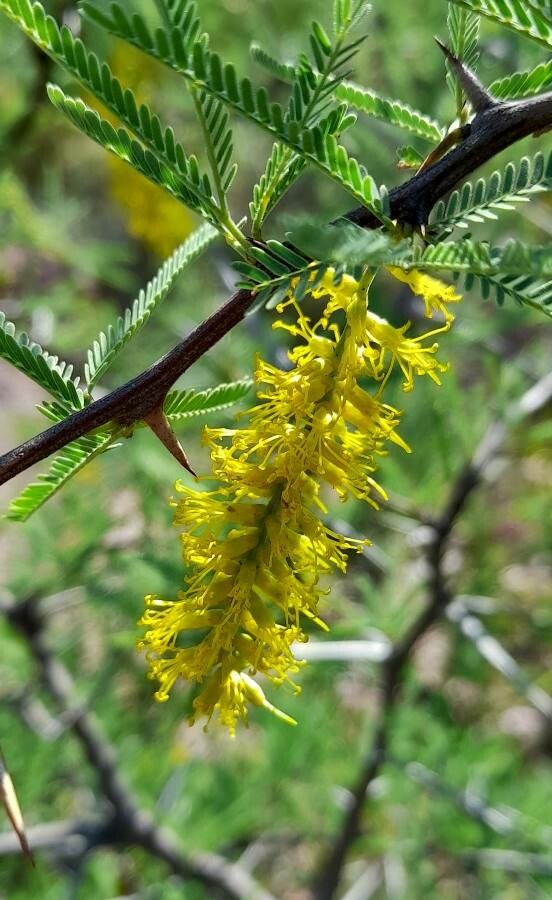 Prosopis torquata flower