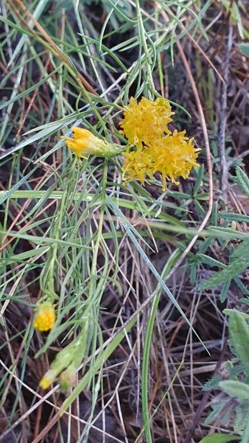 Galatella linosyris habit