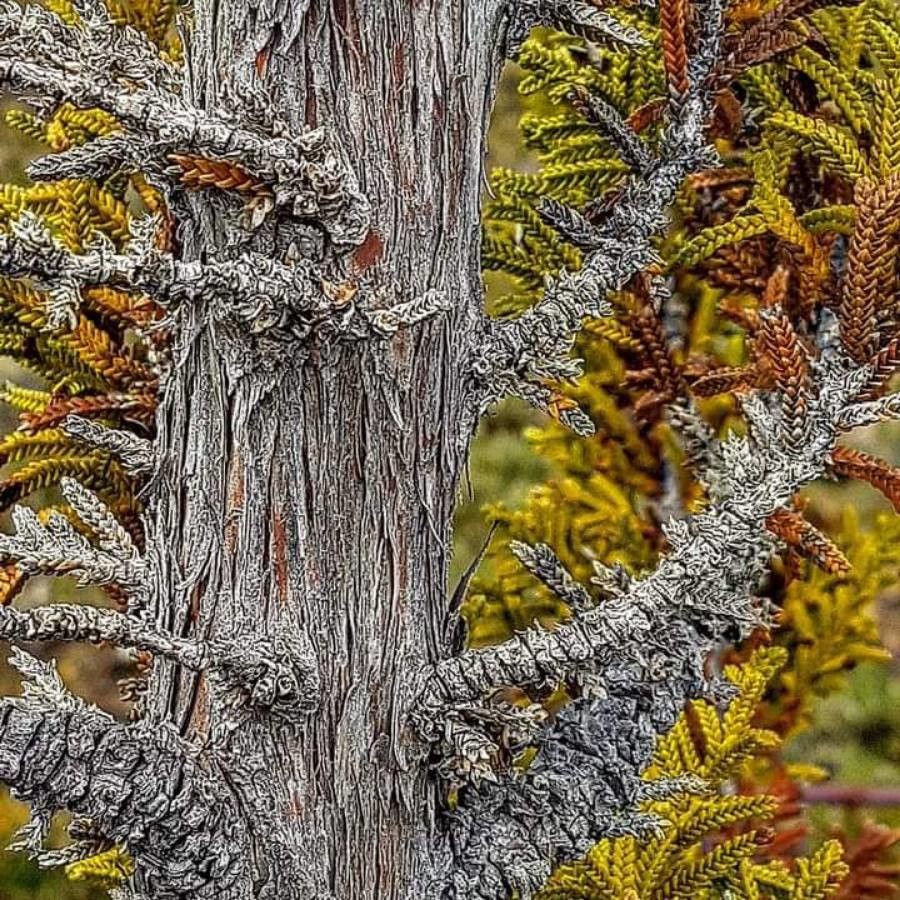 Dacrydium balansae bark