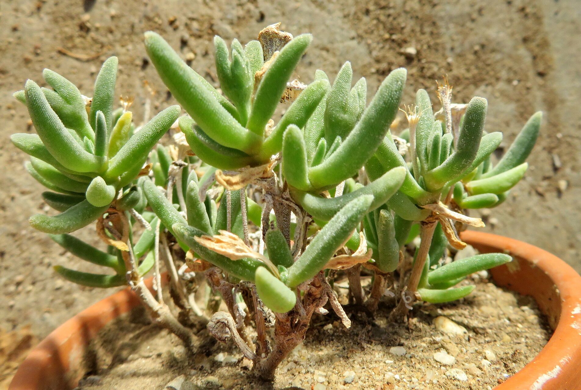 Delosperma abyssinicum