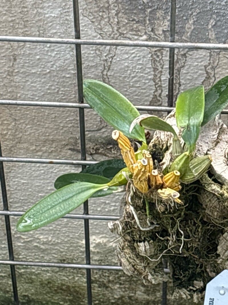 Maxillaria aggregata leaf