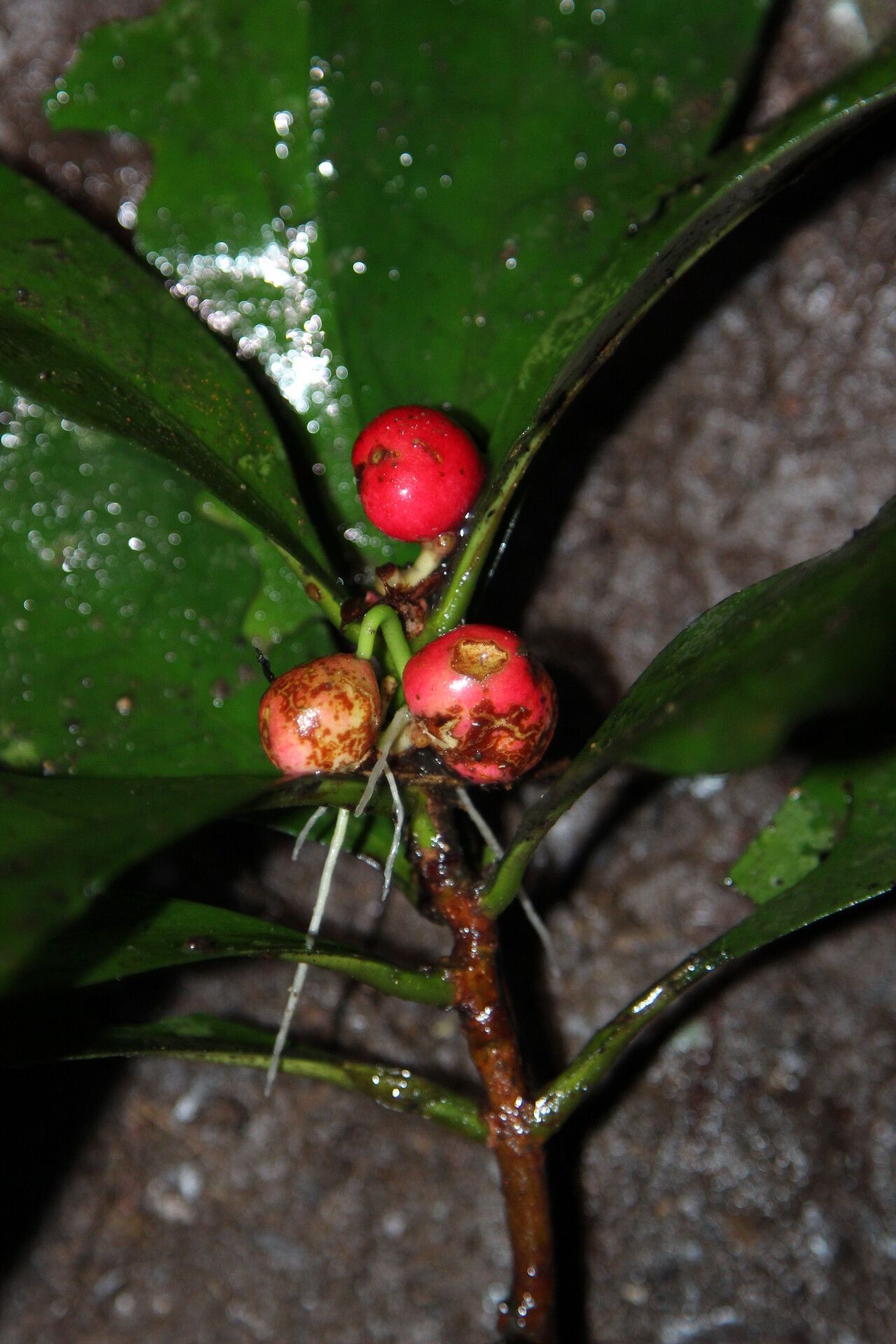Ixora minutiflora fruit