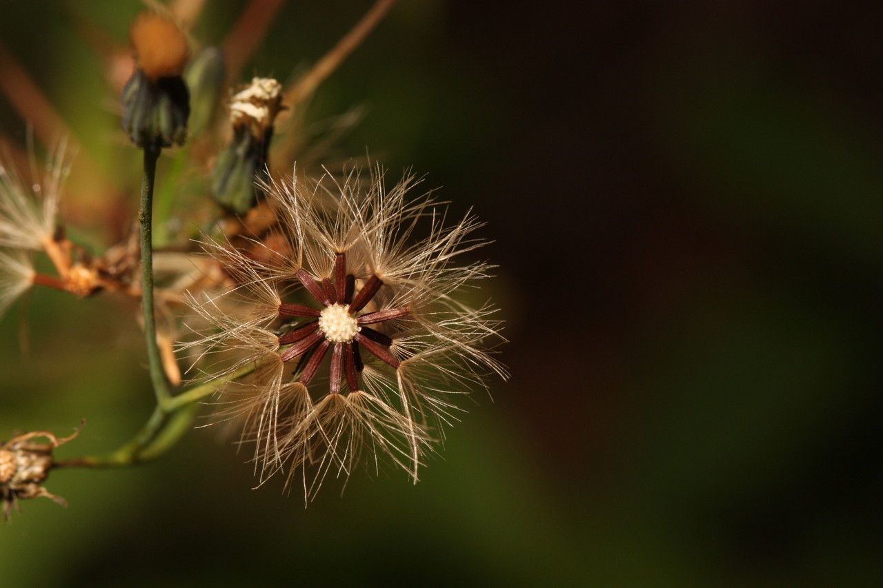 Hieracium albiflorum fruit
