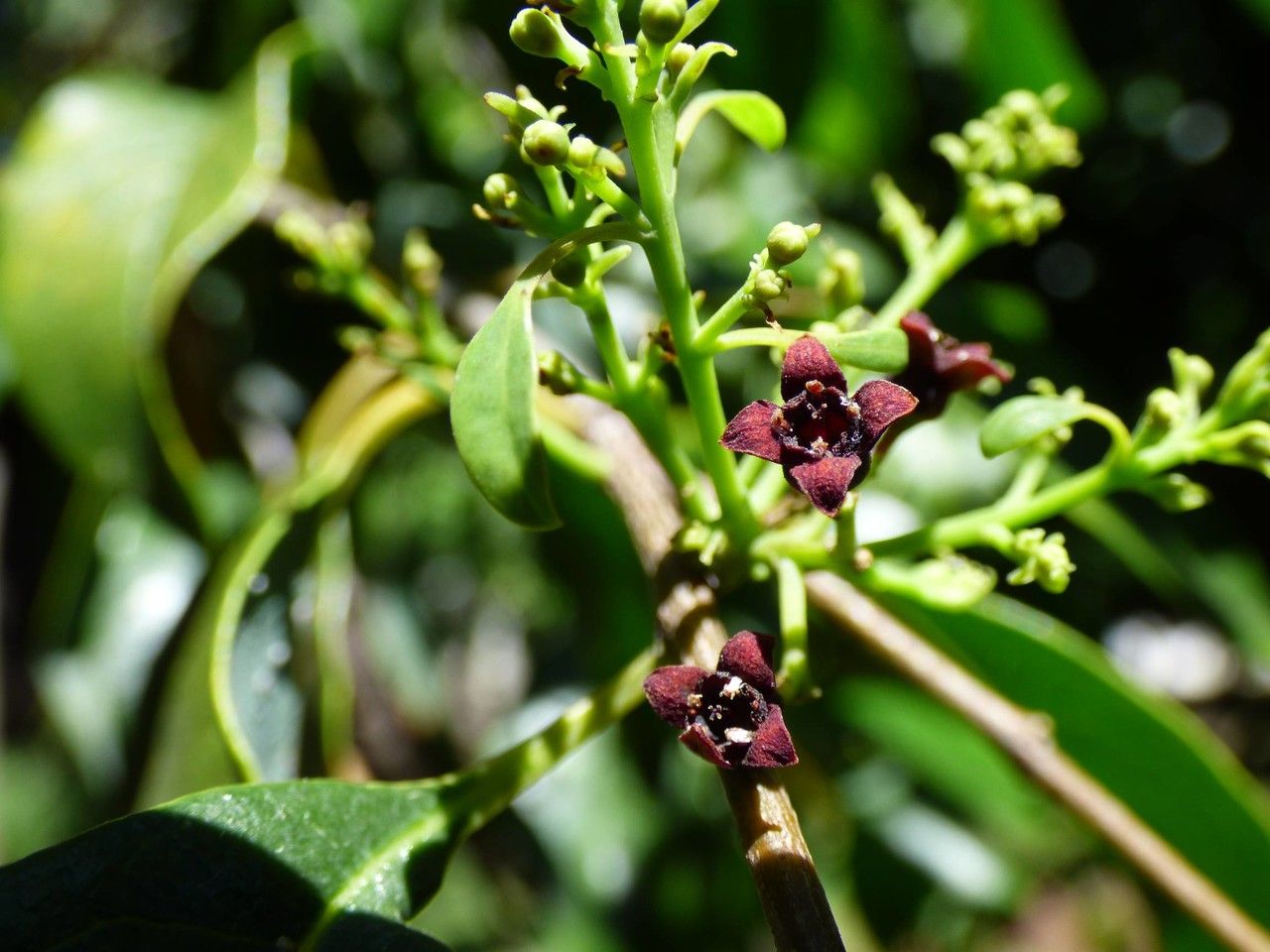 Santalum album flower