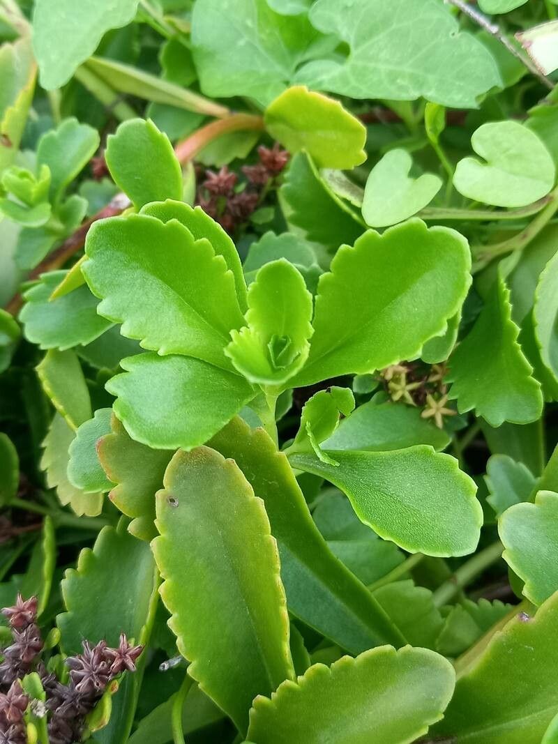 Phedimus selskianus — search result for 'Phedimus'