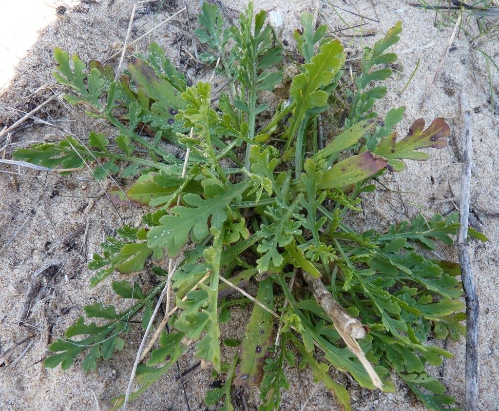 Pycnocomon rutifolium leaf