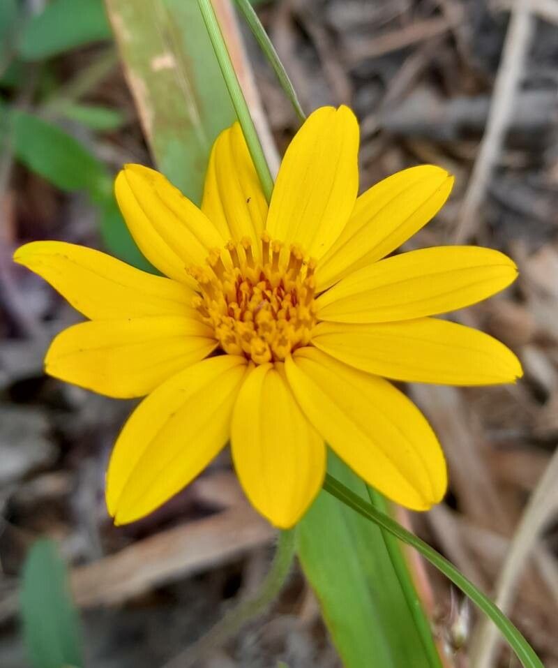 Wedelia montevidensis flower