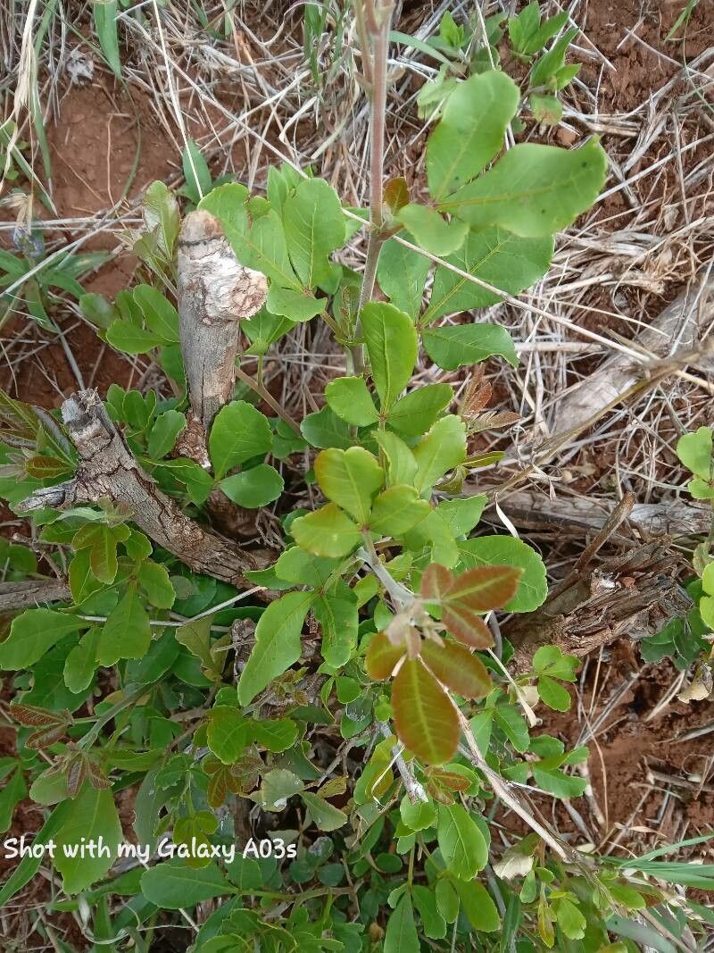 Searsia crenulata — houseplant care guide