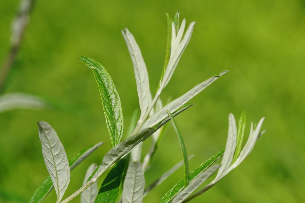 Buddleja alternifolia