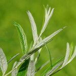 Buddleja alternifolia