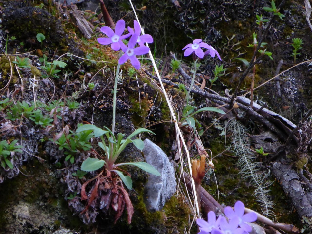 Primula minor flower