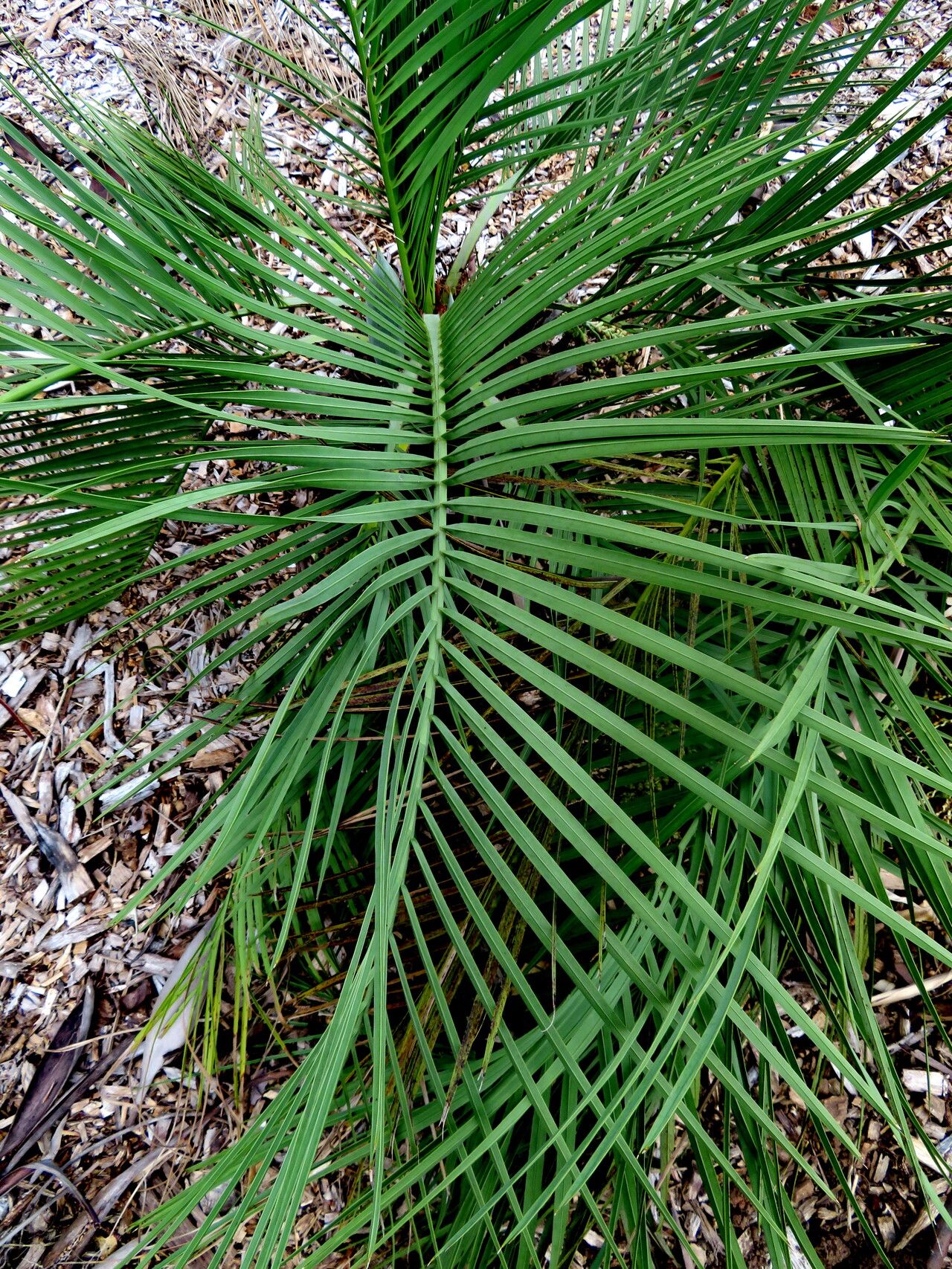 Butia matogrossensis — search result for 'Butia'