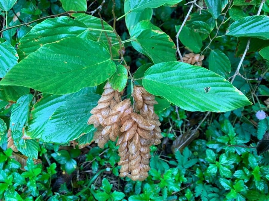 Flemingia strobilifera flower