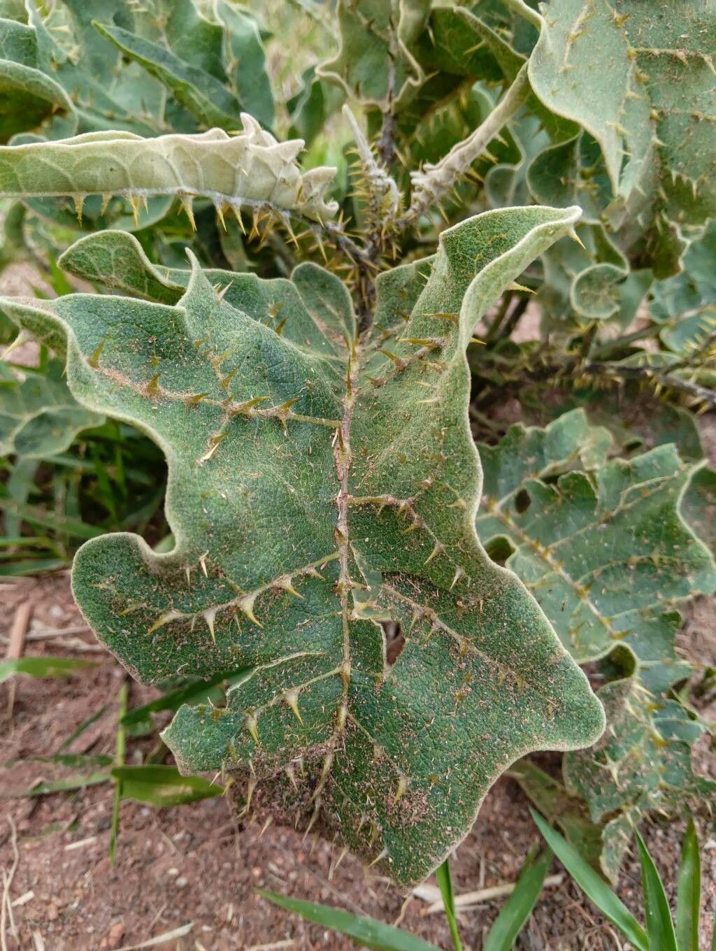 Solanum medusae leaf