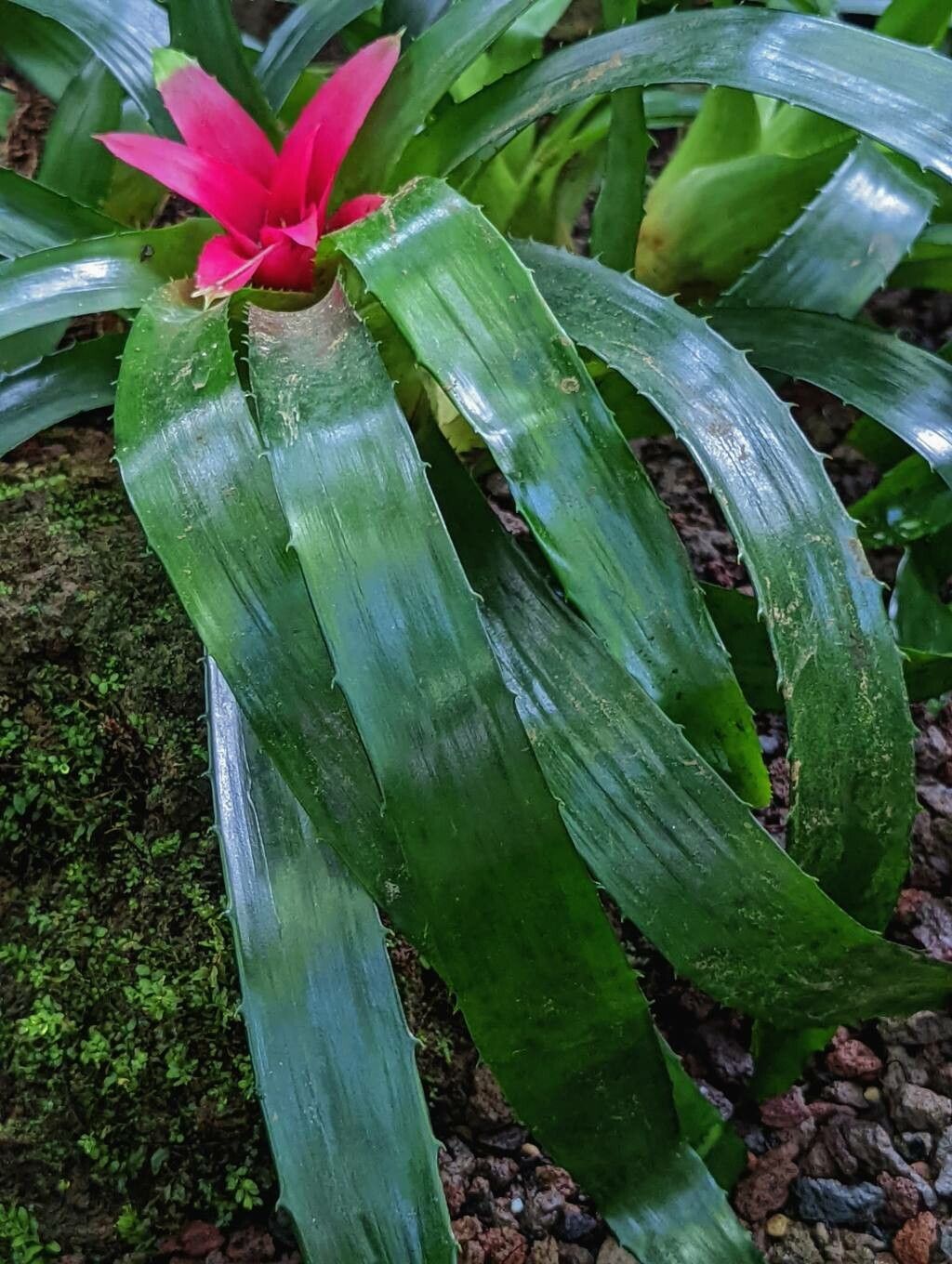 Nidularium fulgens — houseplant care guide