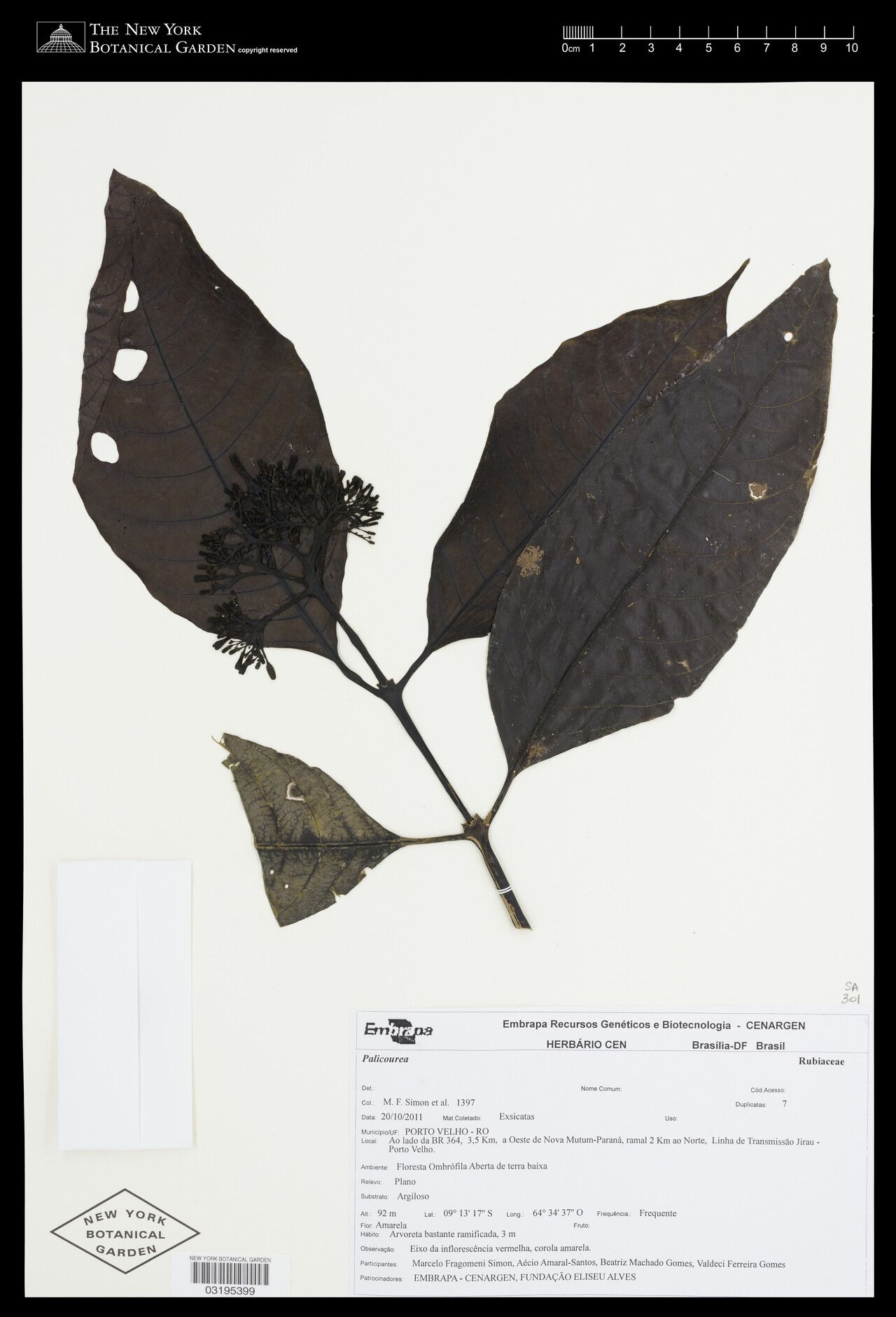 Palicourea grandiflora fruit