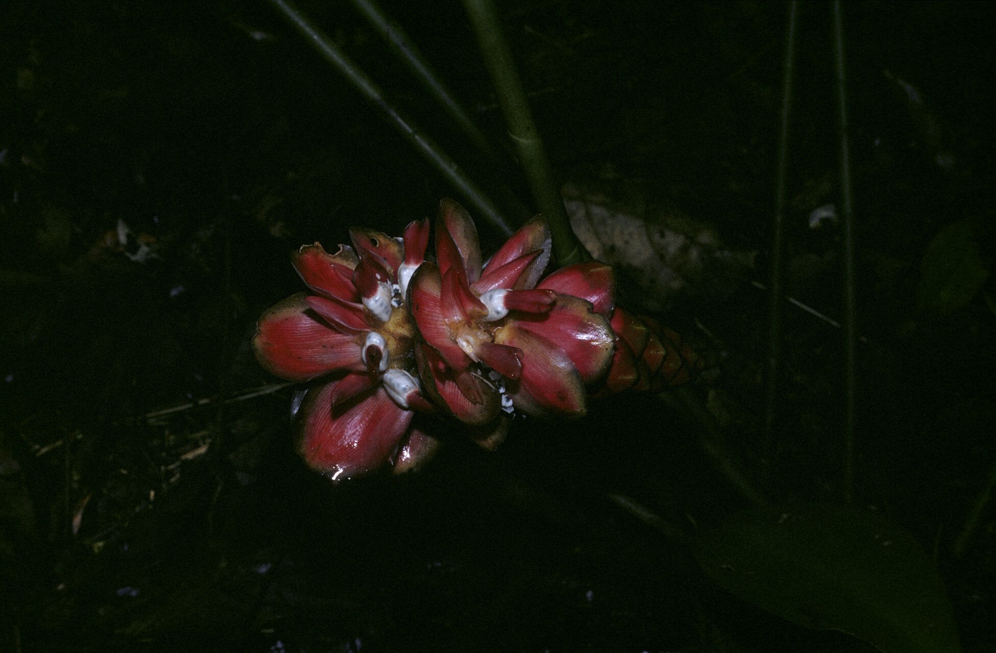 Costus erythrothyrsus flower