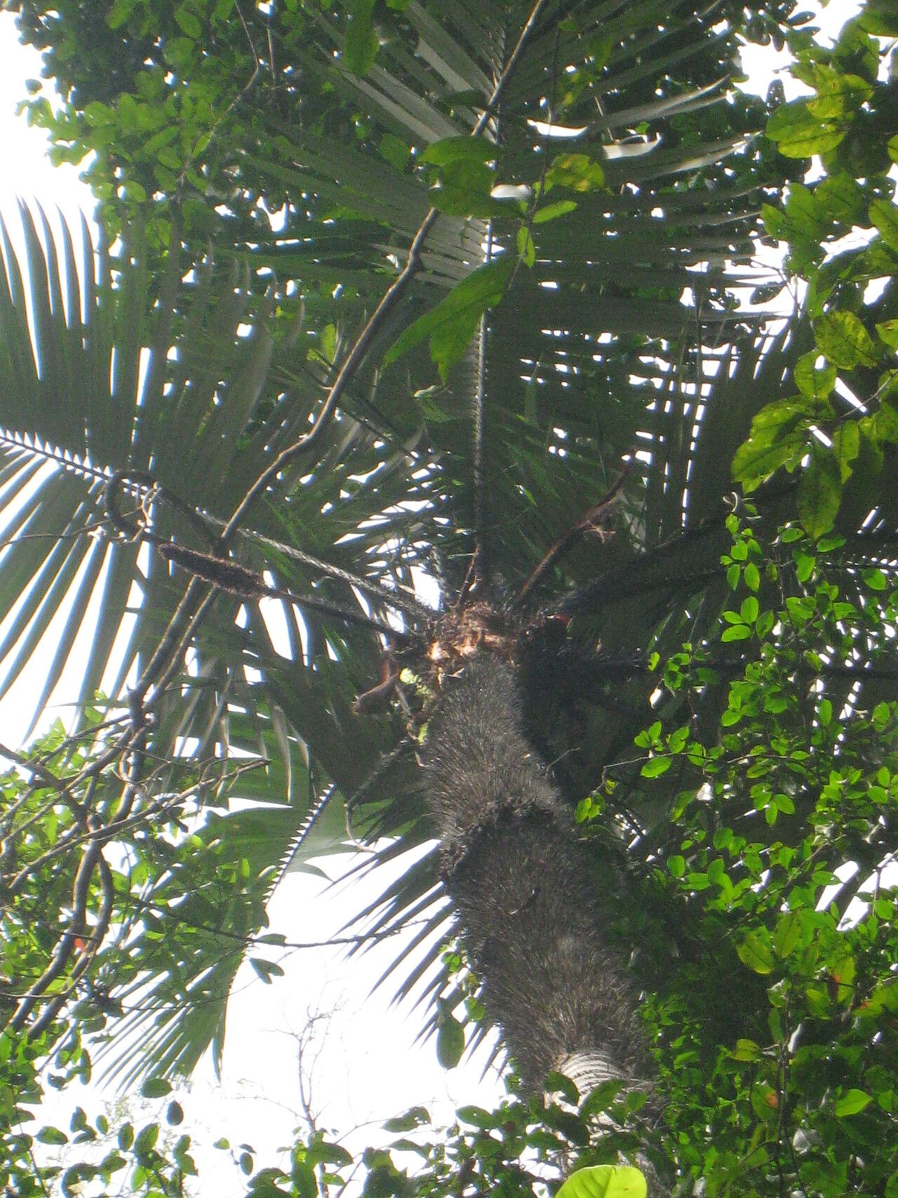 Astrocaryum rodriguesii habit