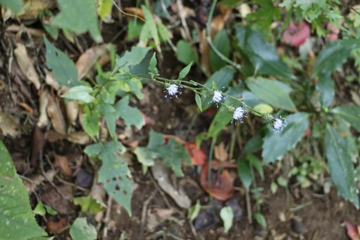 Saussurea sinuatoides flower