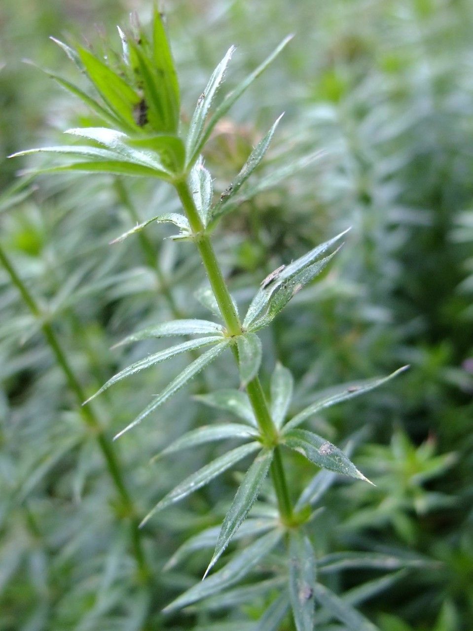 Phuopsis stylosa bark