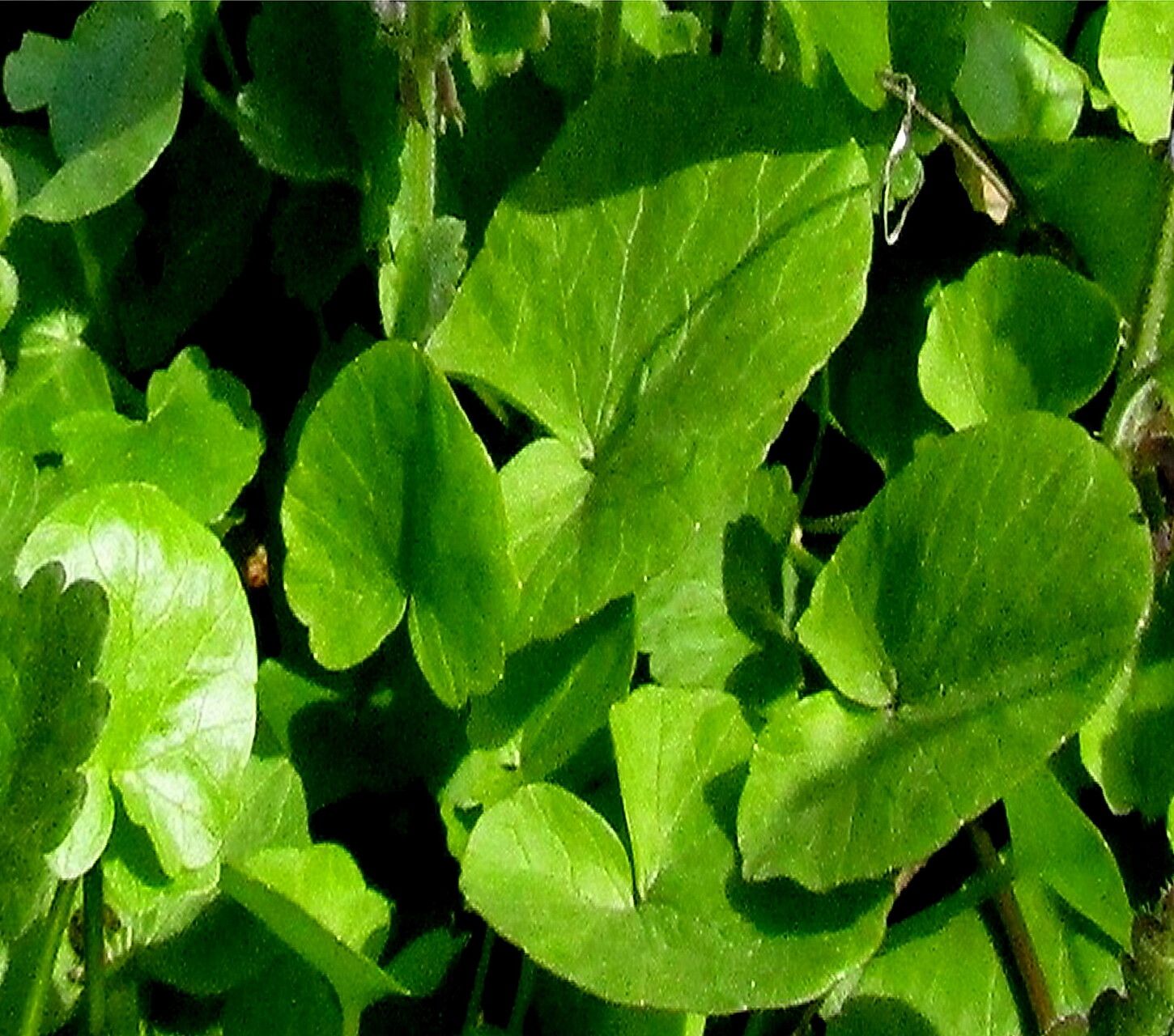 Glechoma × pannonica — houseplant care guide