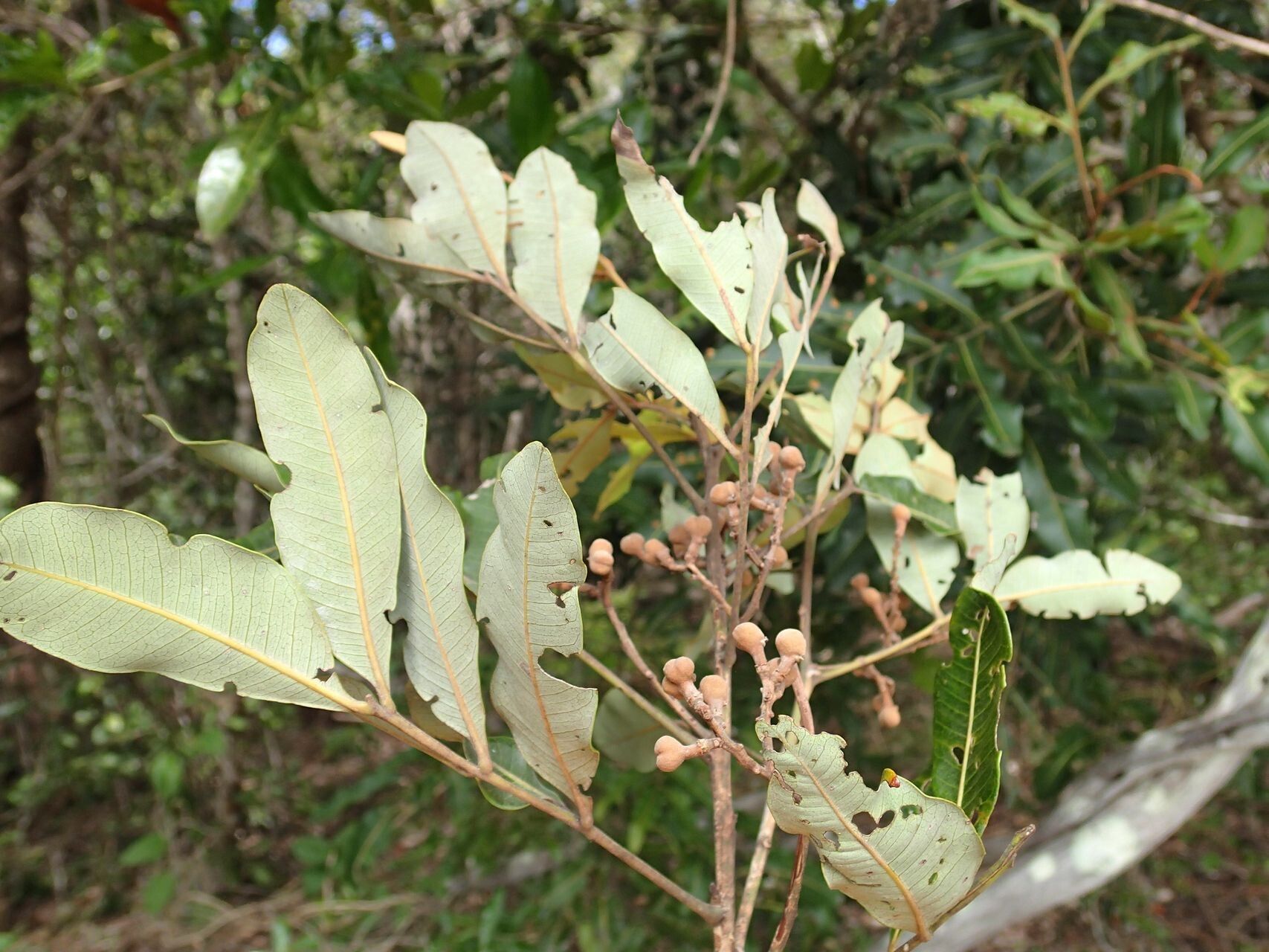 Podonephelium davidsonii leaf