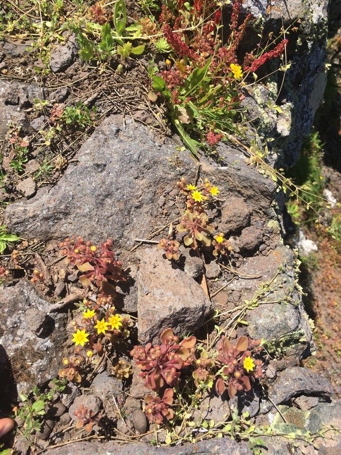 Aichryson parlatorei habit