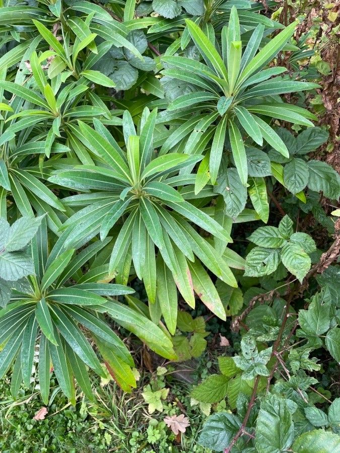Euphorbia mellifera leaf